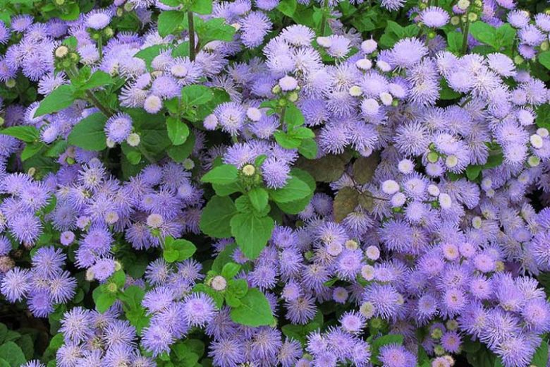 Ageratum houstonianum, Floss Flower, Ageratum Blue Horizon, Ageratum Blue Danube, Ageratum, Floss Flower,  Bluemink, Blueweed, Pussy Foot, Mexican Paintbrush, Blue Annual Flowers, Blue Summer Flowers