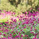 Gomphrena, Globe Amaranth, Bachelor's Button, Globe Flower, Red Globe Everlasting, Gomphrena globosa, Gomphrena haageana