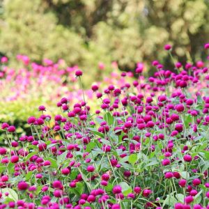 Gomphrena, Globe Amaranth, Bachelor's Button, Globe Flower, Red Globe Everlasting, Gomphrena globosa, Gomphrena haageana