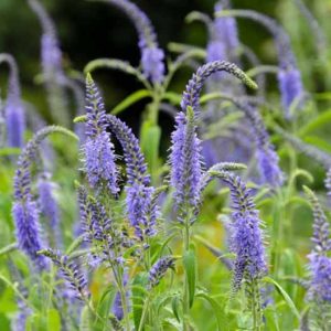 Veronica Longifolia