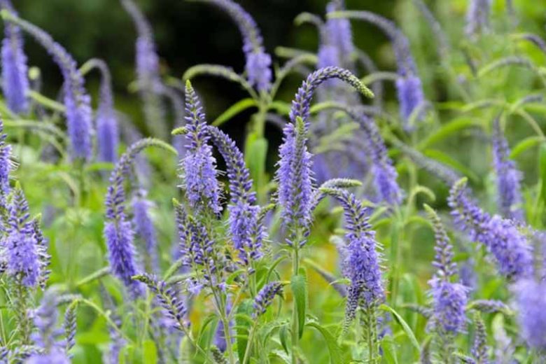 Veronica Longifolia