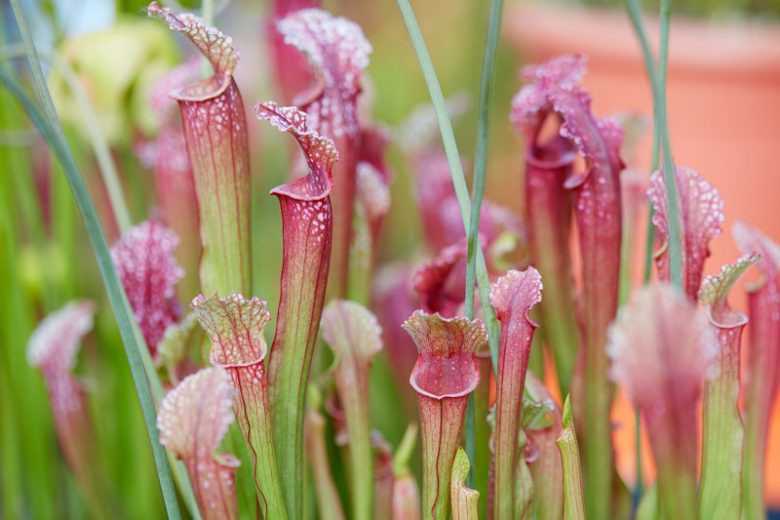 Sarracenia
