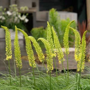 Foxtail Lily, Desert Candle, Giant Desert Candle, Eremurus bungei, Eremurus stenophyllus, Eremurus robustus, Eremurus Ruiter hybrid, Eremurus Shelford hybrid, Eremurus x Isabellinus