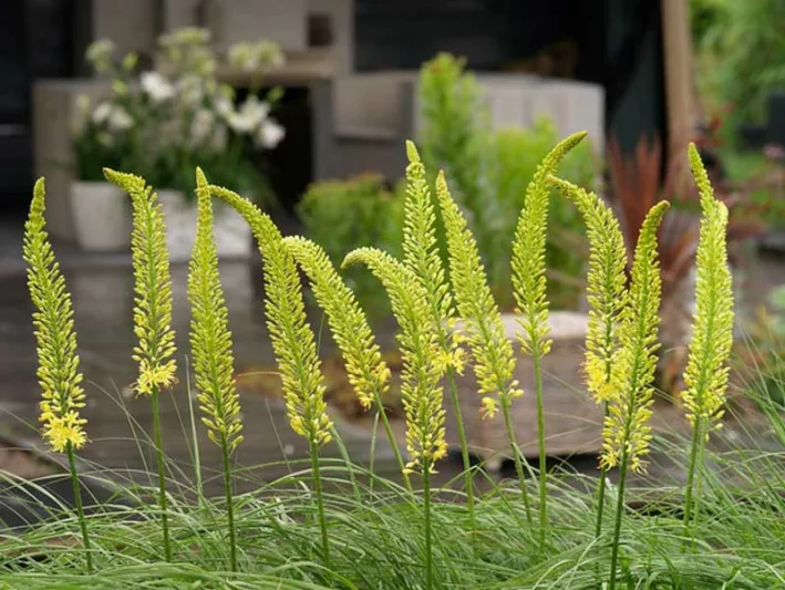 Foxtail Lily, Desert Candle, Giant Desert Candle, Eremurus bungei, Eremurus stenophyllus, Eremurus robustus, Eremurus Ruiter hybrid, Eremurus Shelford hybrid, Eremurus x Isabellinus