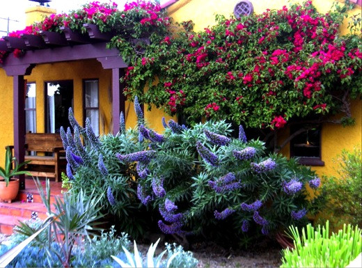 Pride of Madeira, Echium Candicans, Echium Fastuosum, Drought tolerant plants, Summer blooms, Deer resistant Plant, coastal plants, Seaside Plants