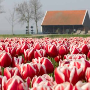 Triumph Tulips, Barcelona, Negrita, Passionale, bulbs Design, Spring Bulbs, Summer Bulbs, Fall Fulbs, Landscaping Design, Garden Ideas