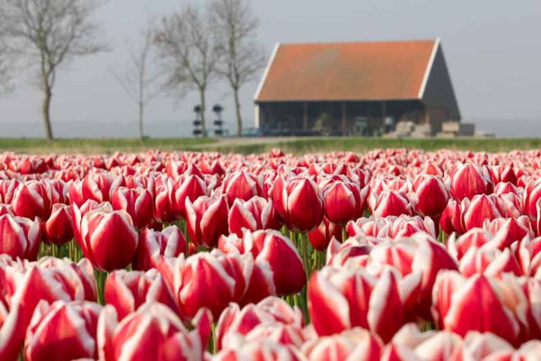Triumph Tulips, Barcelona, Negrita, Passionale, bulbs Design, Spring Bulbs, Summer Bulbs, Fall Fulbs, Landscaping Design, Garden Ideas