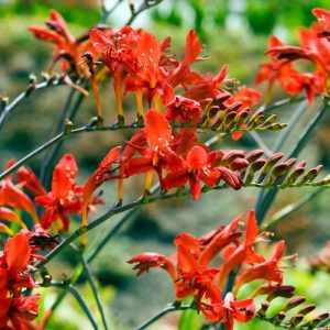 Crocosmia, montbretia, summer flowers, Crocosmia crocosmiiflora, crocosmia masoniorum, Crocosmia Lucifer, crocosmia Emberglow, crocosmia Mistral, crocosmia John Boots, crocosmia Solfatare, Crocosmia Babylon
