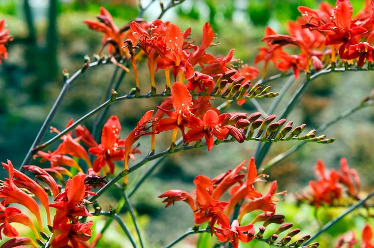 Crocosmia, montbretia, summer flowers, Crocosmia crocosmiiflora, crocosmia masoniorum, Crocosmia Lucifer, crocosmia Emberglow, crocosmia Mistral, crocosmia John Boots, crocosmia Solfatare, Crocosmia Babylon