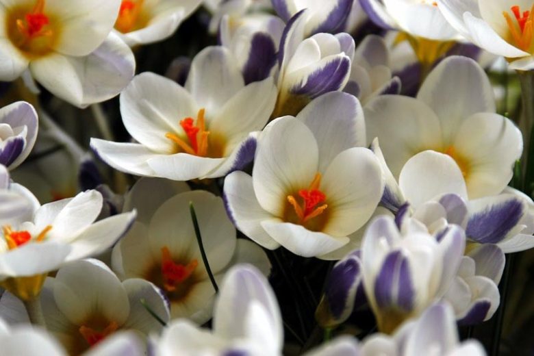 Crocus Chrysanthus Prins Claus, Snow Crocus Prins Claus, White Crocus, Early spring bulb