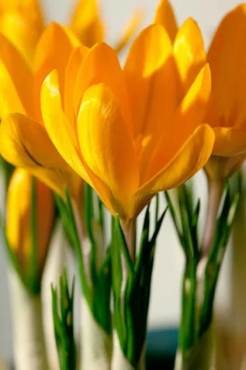 Crocus Flavus, Crocus Luteus, Crocus Flavus Golden Yellow,Crocus Luteus Golden Yellow, Crocus 'Golden Yellow', Crocus 'Yellow Mammoth', Crocus 'Dutch Yellow', Crocus 'Large Yellow', Spring Bulbs, Spring Flowers, Early spring bulb, yellow crocus