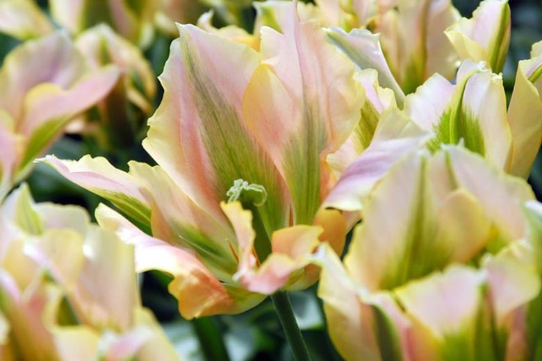 Viridiflora Tulips, Spring Bulbs, Spring Flowers, Tulip Spring Green,  Tulip Artist, Tulip Esperanto, Tulip Groenland, Tulip Greenland, Tulip China Town