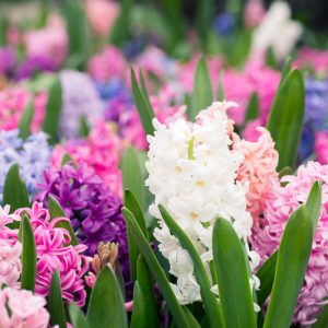 Dutch hyacinth, Dutch Hyacinth, Hyacinthus Orientalis, Common Hyacinth, Spring Bulbs, Spring Flowers, early spring bulbs, fragrant bulbs, White Hyacinth, Blue Hyacinth, Pink Hyacinth, Mauve hyacinth, Yellow Hyacinth
