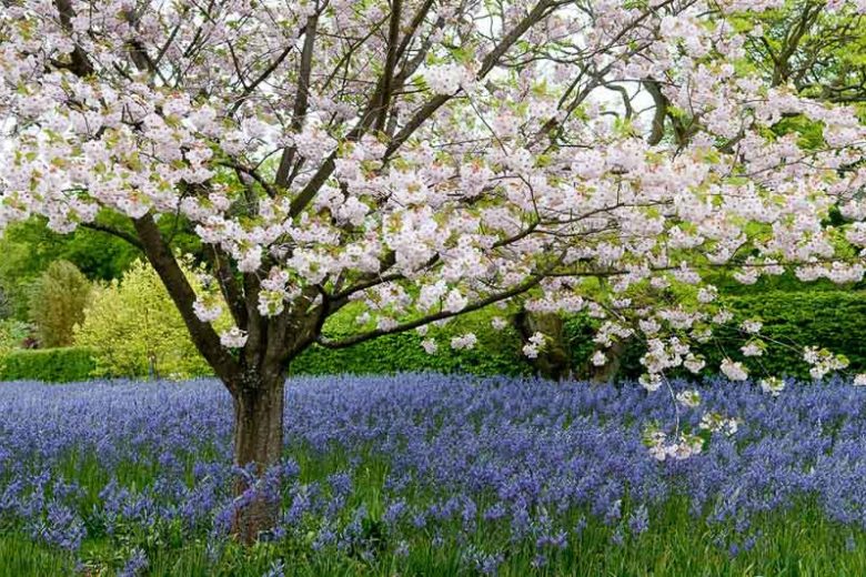 Prunus 'Ichiyo', Japanese Flowering Cherry 'Ichiyo', Cherry 'Ichiyo', Prunus serrulata f. unifolia, Pink flowers, Spring Flowers, White flowers