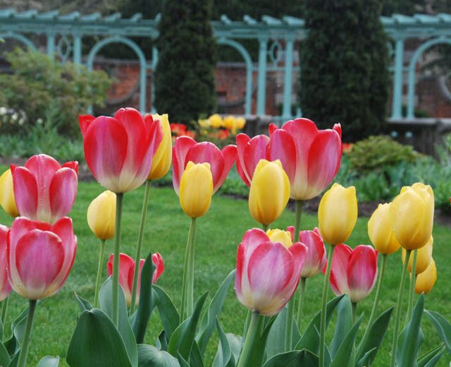 Tulipa 'Big Chief', Tulip ''Big Chief', Darwin Hybrid Tulip ''Big Chief', Darwin Hybrid Tulips, Spring Bulbs, Spring Flowers, Red Tulip