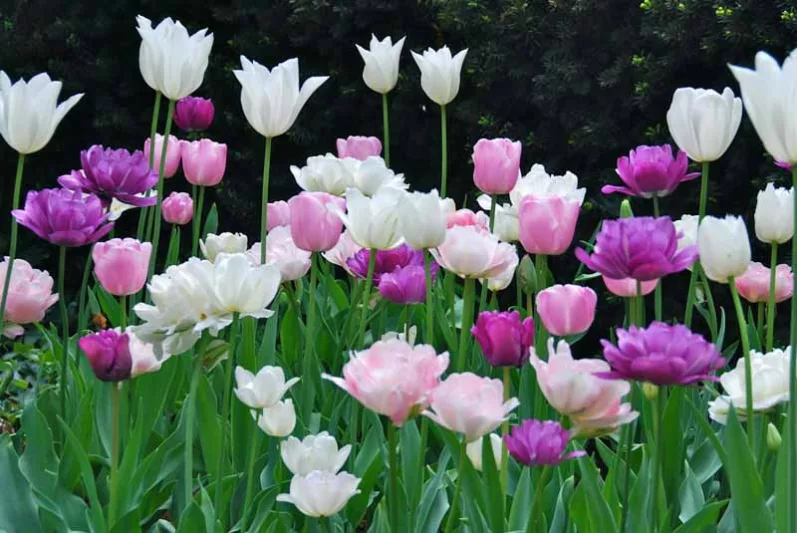 Tulipa White Triumphator, Tulip 'White Triumphator', Lily-Flowered Tulip 'White Triumphator', Lily-Flowering Tulip 'White Triumphator', Lily-Flowered Tulips, Spring Bulbs, Spring Flowers, Tulipe White Triumphator, white tulips, white lily-flowered tulips