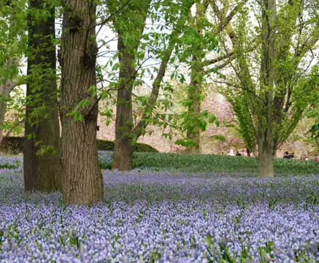 Hyacinthoides Hispanica 'Excelsior', Spanish Bluebells 'Excelsior', Wood Hyacinth 'Excelsior', Scilla hispanica 'Excelsior', Scilla Campanulata 'Excelsior', Endymion Hispanicus 'Excelsior', Blue Flowers