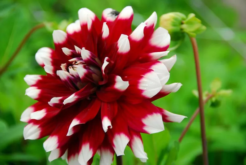 Dahlia Duet, 'Duet' Dahlia, Decorative Dahlias, Dinner Plate Dahlias, Bicolor Dahlias, Red Dahlias, Dahlia Tubers, Dahlia Bulbs, Dahlia Flower, Dahlia Flowers, summer bulbs