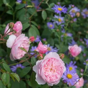 Perennial Combinations, Rose Combinations, Summer Borders, Planting Roses, Rose Gardening, Designing with Roses, English Roses, Rose Wisley 2008, Aster x frikartii Monch, Rosa Wisley 2008, Pink English Roses, Aster Monch, Purple Aster