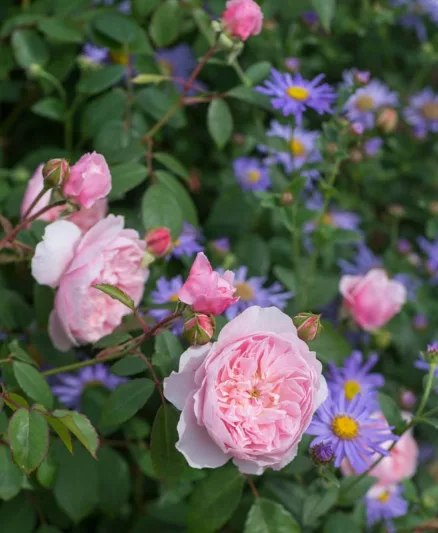 Perennial Combinations, Rose Combinations, Summer Borders, Planting Roses, Rose Gardening, Designing with Roses, English Roses, Rose Wisley 2008, Aster x frikartii Monch, Rosa Wisley 2008, Pink English Roses, Aster Monch, Purple Aster