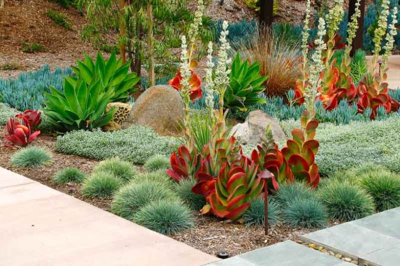 Agave, Kalanchoe, Festuca, senecio