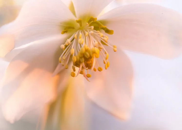 Companion Plants for Hellebores