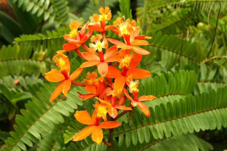 Reed-Stem Epidendrum, Reed Orchids, Ground-Rooting Orchid, Crucifix Orchid, Five Star Orchid, Rainbow Orchid, Fragrant Orchids, Easy to grow Orchids,