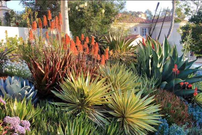 Mediterranean garden