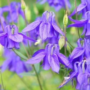 Aquilegia, Columbine, Aquilegia Vulgaris, Aquilegia Canadensis, Aquilegia Chrysantha, Aquilegia Nora Barlow, Aquilegia McKanna Giant, Aquilegia Hybrid, Granny's bonnet