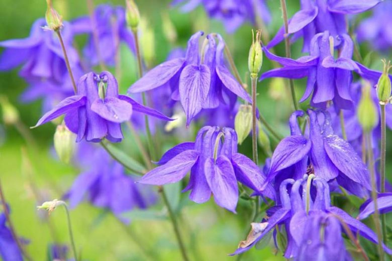Aquilegia, Columbine, Aquilegia Vulgaris, Aquilegia Canadensis, Aquilegia Chrysantha, Aquilegia Nora Barlow, Aquilegia McKanna Giant, Aquilegia Hybrid, Granny's bonnet