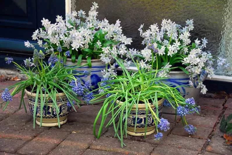 Squill Tubergiana,Scilla Mischtschenkoana, Spring Bulbs, Early Scilla, White Squill