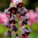 Fritillaria persica, Persian Lily, Persian Bells, Spring Bloom, Mid Spring bloom, Late Spring bloomFritillaria persica, Persian Bells, Persian Lily, Spring bulb, tall flowers, Spring flowers