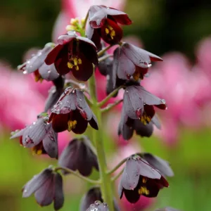 Fritillaria persica, Persian Lily, Persian Bells, Spring Bloom, Mid Spring bloom, Late Spring bloomFritillaria persica, Persian Bells, Persian Lily, Spring bulb, tall flowers, Spring flowers