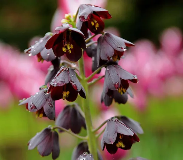 Fritillaria persica, Persian Lily, Persian Bells, Spring Bloom, Mid Spring bloom, Late Spring bloomFritillaria persica, Persian Bells, Persian Lily, Spring bulb, tall flowers, Spring flowers