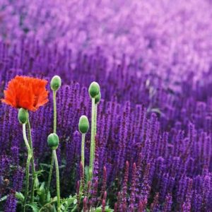 hardy salvia, perennial salvia, Wood Sage, Salvia x Superba, Salvia Nemorosa, Salvia x Sylvestris, Salvia Mainacht, Salvia Caradonna, violet flowers, fragrant flowers