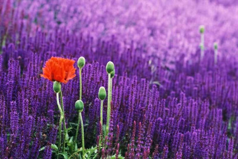 hardy salvia, perennial salvia, Wood Sage, Salvia x Superba, Salvia Nemorosa, Salvia x Sylvestris, Salvia Mainacht, Salvia Caradonna, violet flowers, fragrant flowers