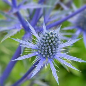 Eryngium Planum information,  Blue Eryngo information, Flat Sea Holly information, Eryngium Blue Glitter, eryngium Blue Hobbit, Eryngium Jade Frost, Dry soils plants, Sandy soils plants, Blue flowers, Blue perennials