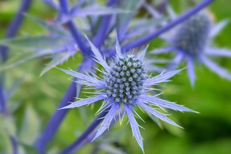 Eryngium Planum information,  Blue Eryngo information, Flat Sea Holly information, Eryngium Blue Glitter, eryngium Blue Hobbit, Eryngium Jade Frost, Dry soils plants, Sandy soils plants, Blue flowers, Blue perennials