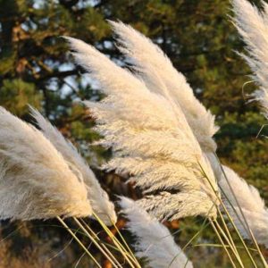 Cortaderia Selloana information, Pampas Grass information, Gynerium Argenteum information