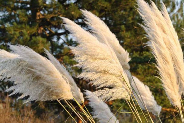 Cortaderia Selloana information, Pampas Grass information, Gynerium Argenteum information