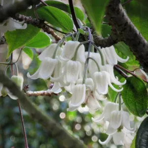 Clematis, Clematis  Evergreen, Evergreen Clematis, group 1 clematis, Purple clematis, Disease resistant clematis, hardy clematis, early clematis, winter clematis, spring clematis, pink clematis, blue clematis, Fragrant clematis