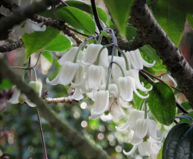 Clematis, Clematis  Evergreen, Evergreen Clematis, group 1 clematis, Purple clematis, Disease resistant clematis, hardy clematis, early clematis, winter clematis, spring clematis, pink clematis, blue clematis, Fragrant clematis