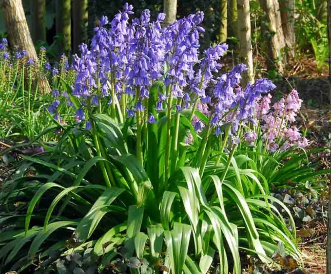 Hyacinthoides Hispanica 'Excelsior', Spanish Bluebells 'Excelsior', Wood Hyacinth 'Excelsior', Scilla hispanica 'Excelsior', Scilla Campanulata 'Excelsior', Endymion Hispanicus 'Excelsior', Blue Flowers
