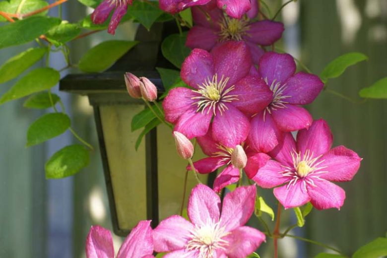 Clematis, Late Large Flowered Clematis, Late Clematis, Large flowered Clematis, Group 3 Clematis, Purple Clematis, Long blooming Clematis, Red Clematis, pink Clematis, blue Clematis