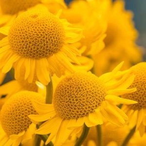 Golden Marguerite , Golden Chamomile , Oxeye Chamomile , Dyer's Chamomile, Drought tolerant perennials, Yellow perennial flowers, Anthemis sauce Hollandaise, Anthemis E.C. Buxton, Anthemis Kelwayii