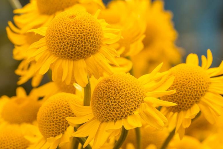 Golden Marguerite , Golden Chamomile , Oxeye Chamomile , Dyer's Chamomile, Drought tolerant perennials, Yellow perennial flowers, Anthemis sauce Hollandaise, Anthemis E.C. Buxton, Anthemis Kelwayii