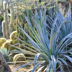 Agaves, century plants, agave americana, agave victoriae-reginae,agave parryi, agave shawii, agave blue flame, agave blue glow, blue agaves, variegated agaves, agave attenuata
