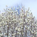 Magnolia denudata, Yulan Magnolia, Lily Tree, Lilytree, Naked Magnolia, Slender Magnolia, Magnolia heptapeta, White magnolia, Winter flowers, Spring flowers, White flowers, fragrant trees, fragrant flowers