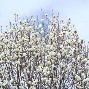 Magnolia denudata, Yulan Magnolia, Lily Tree, Lilytree, Naked Magnolia, Slender Magnolia, Magnolia heptapeta, White magnolia, Winter flowers, Spring flowers, White flowers, fragrant trees, fragrant flowers