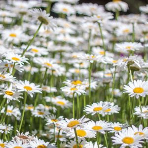 Leucanthemum superbum information, Leucanthemum x superbum information, Shasta Daisy information, Leucanthemum Becky, Leucanthemum Banana Cream, Leucanthemum Crazy daisy